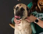 Собаки в Раменском: Люси, мини-метис кангала ищет дом Девочка, Бесплатно - фото 8
