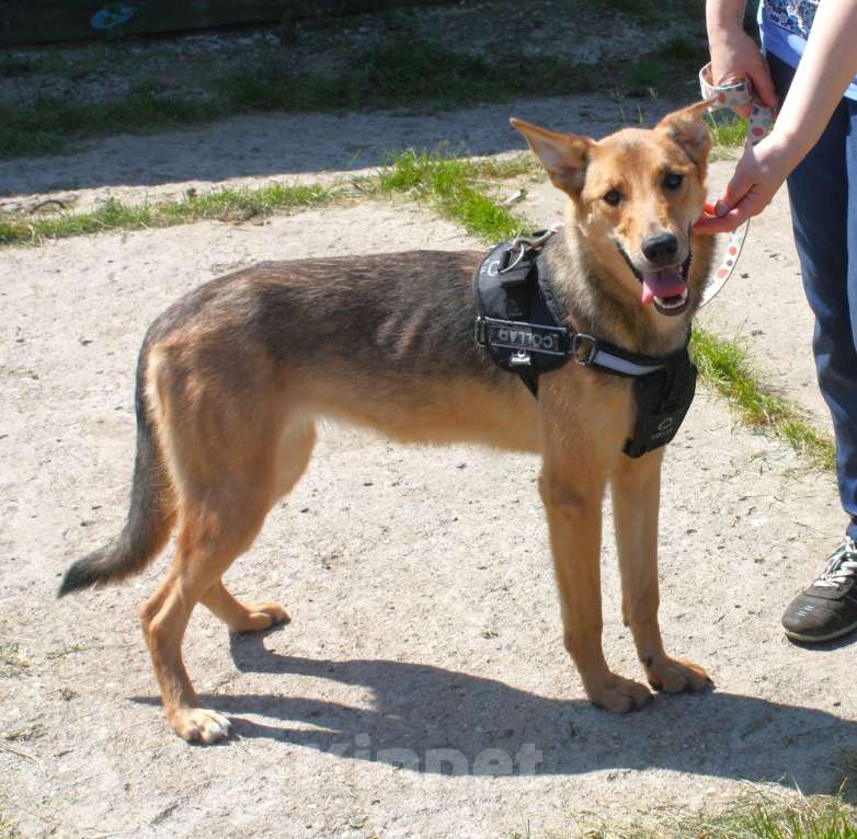 Собаки в Москве: Молоденькая ласкушечка Ариша ждет родную семью всю свою маленькую жизнь!  Девочка, Бесплатно - фото 6