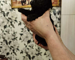 Собаки в Томске: Продам Щенока Карликового Пуделя Девочка, 15 000 руб. - фото 5