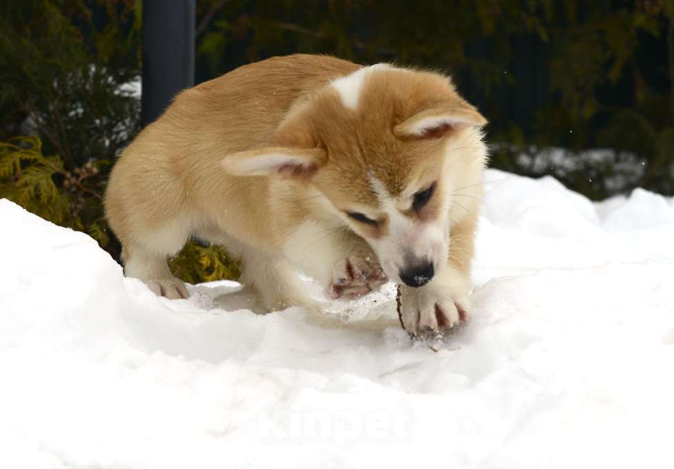 Собаки в Пензе: Щенки корги Разнополые, 60 000 руб. - фото 4