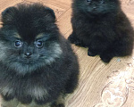 Собаки в Волгограде: Шпицуля брюнетка Девочка, 30 000 руб. - фото 1