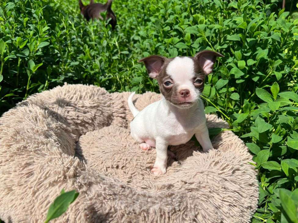 Собаки в Москве: Один на миллион  Мальчик, Бесплатно - фото 3