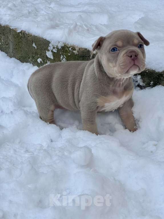 Собаки в Москве: Девочка  Девочка, 200 000 руб. - фото 3