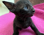 Кошки в Перми: Котенок Девочка, 35 000 руб. - фото 4