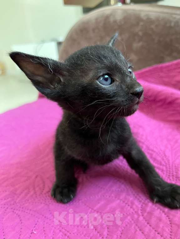 Кошки в Перми: Котенок Девочка, 35 000 руб. - фото 4