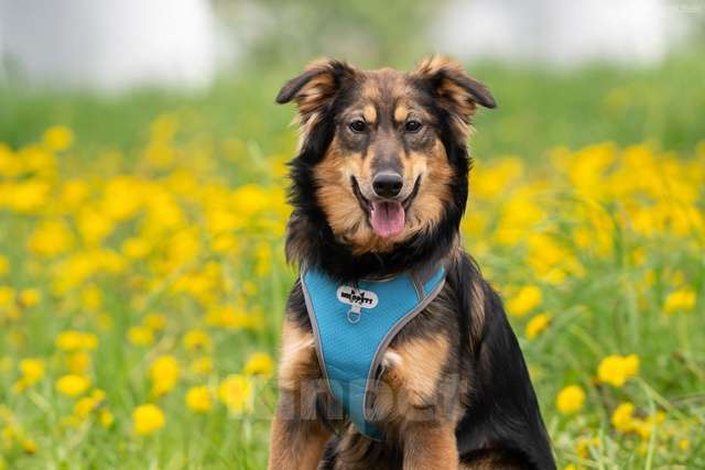 Собаки в Москве: Жасмин - свет очей, отрада души, услада сердца Девочка, Бесплатно - фото 4