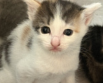 Кошки в Химках: Котенок в добрые руки Девочка, Бесплатно - фото 2