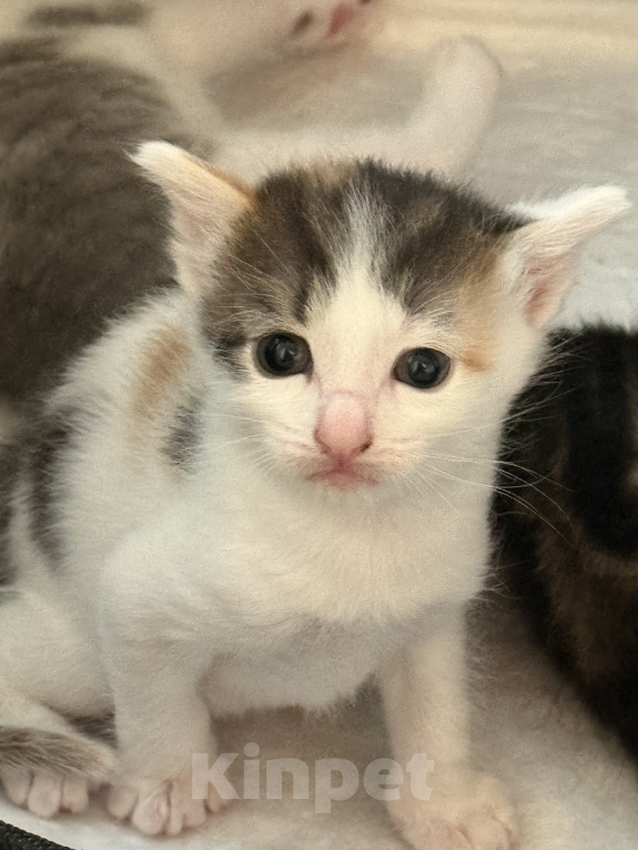 Кошки в Химках: Котенок в добрые руки Девочка, Бесплатно - фото 2