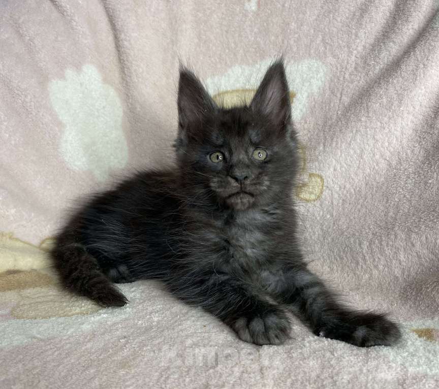 Кошки в Дмитрове: Черный дымчатый мальчик Yaromir Мальчик, 50 000 руб. - фото 2