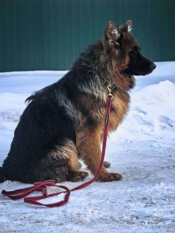 Собаки в Зарайске: Продам щенка немецкой овчарки д ш. Девочки Девочка, 70 000 руб. - фото 4