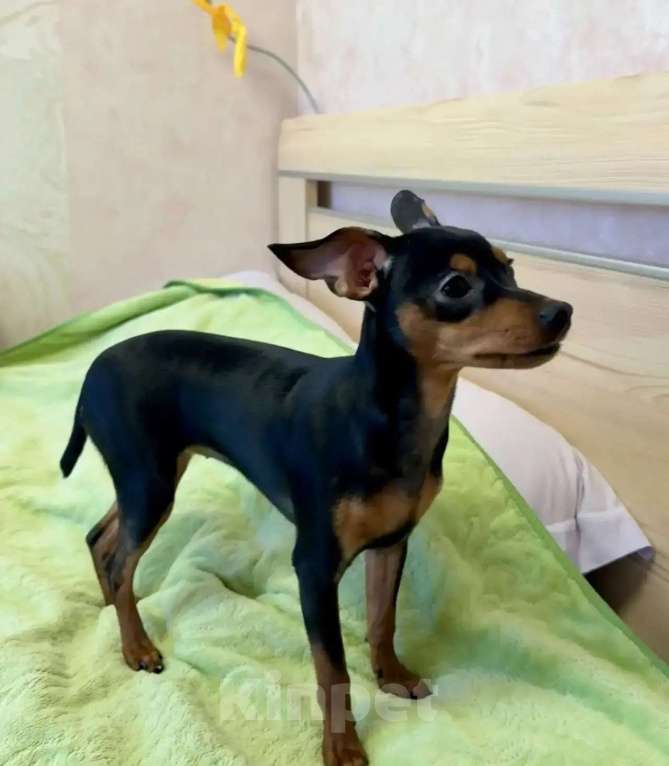 Собаки в Москве: Щенок пражский крысарик Девочка, 50 000 руб. - фото 2