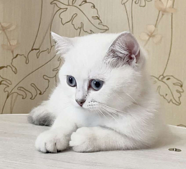 Объявление: Британские котята(девочки), Бесплатно, Нижний Новгород