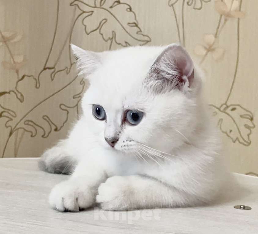 Кошки в Нижнем Новгороде: Британские котята(девочки) Девочка, Бесплатно - фото 1