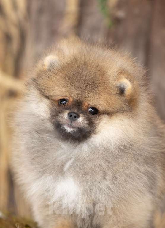 Собаки в Лобне: Медвежонок Мальчик, 50 000 руб. - фото 4