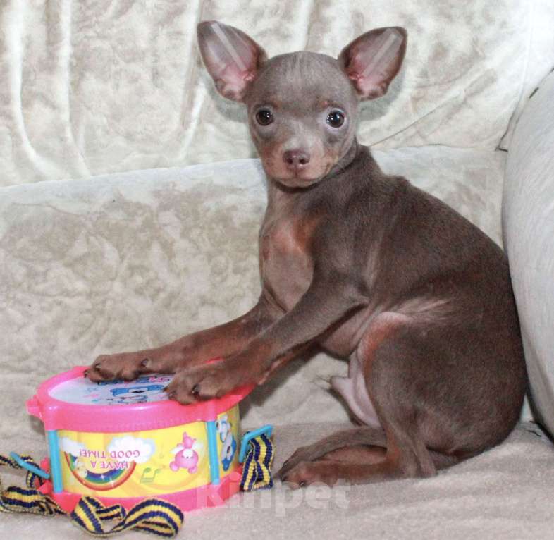 Собаки в Волгограде: Мальчик лиловый Мальчик, 18 000 руб. - фото 2