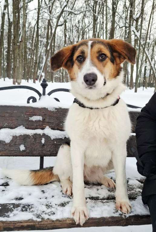 Собаки в Москве: Трехцветный щенок в добрые руки Девочка, Бесплатно - фото 9