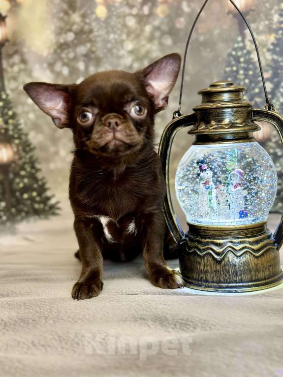 Собаки в Москве: Роскошная малышка чихуахуа Девочка, 80 000 руб. - фото 6