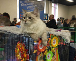 Кошки в Москве: Сибирский кот юниор Мальчик, 50 000 руб. - фото 6