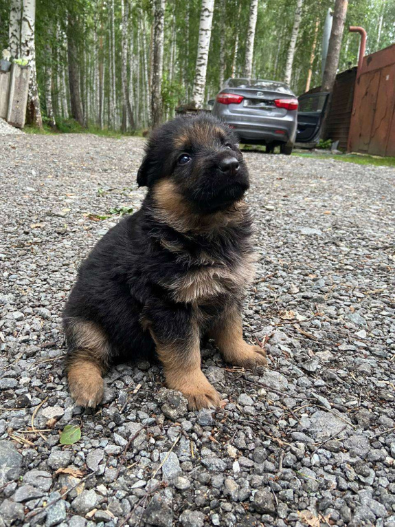 Собаки в Березовском: Щенки длинношерстной немецкой овчарки Мальчик, 15 000 руб. - фото 3