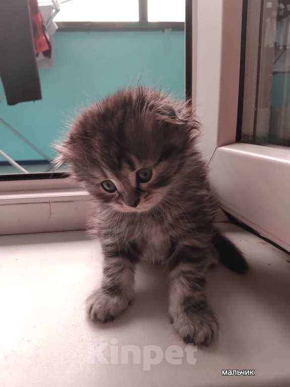 Кошки в Новосибирске: Шотландики Мальчик, 7 000 руб. - фото 2