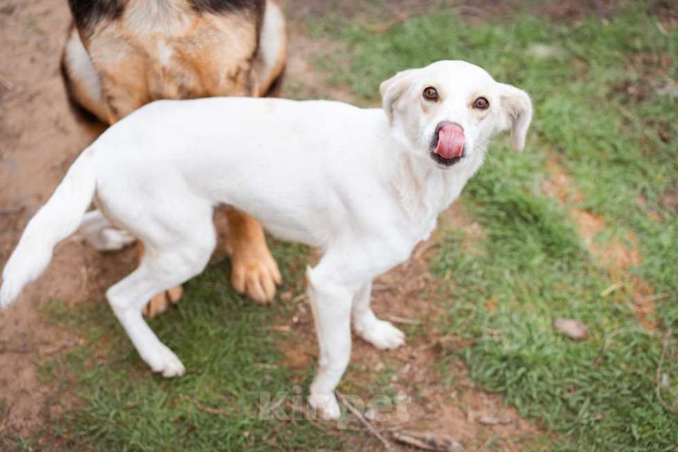 Собаки в Москве: В добрые руки Девочка, Бесплатно - фото 5