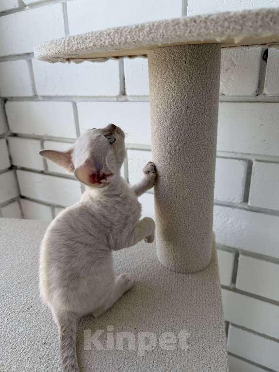 Кошки в Казани: Продаю милейших котят породы Девон Рекс. Девочка, 80 000 руб. - фото 5