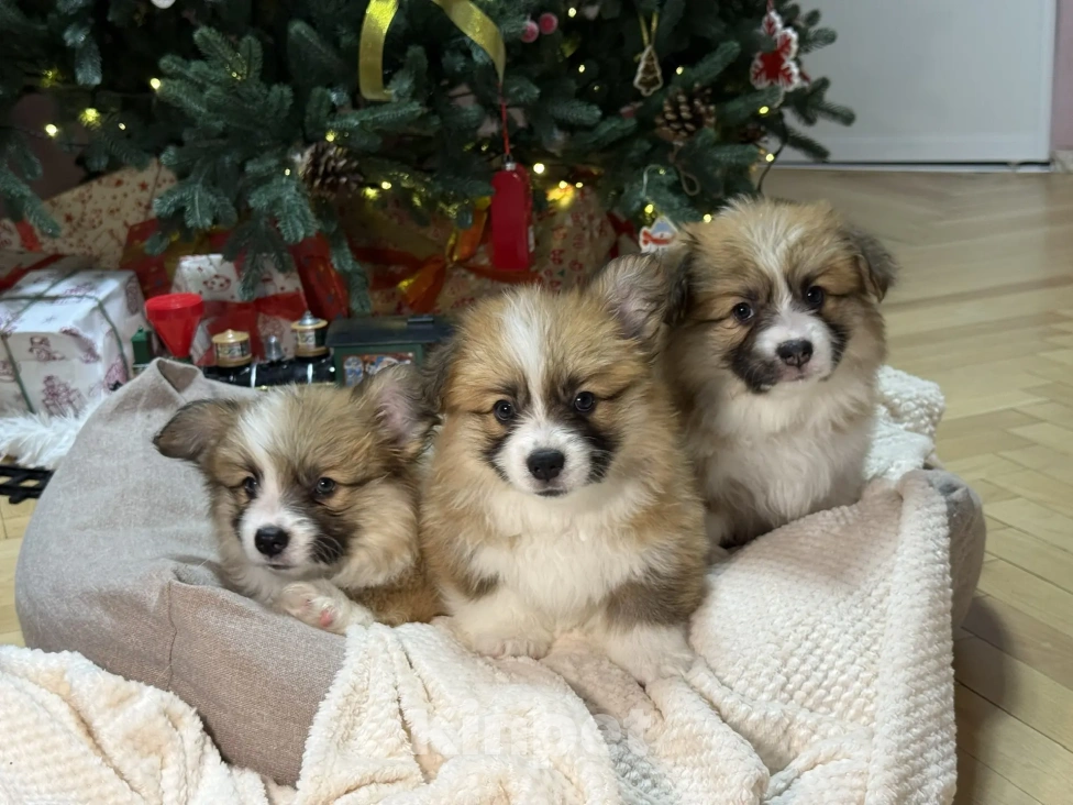 Собаки в Краснодаре: Вельш-Корги Пемброк Мальчик, 40 000 руб. - фото 2