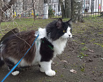 Кошки в других городах Владимирской области: Потерялся кот Барсик ДПК Зеленцино Мальчик, 20 000 руб. - фото 1