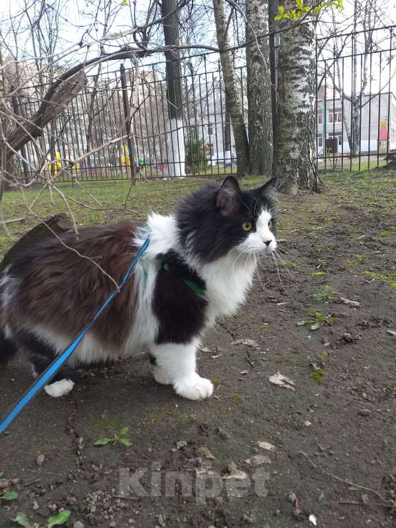 Кошки в других городах Владимирской области: Потерялся кот Барсик ДПК Зеленцино Мальчик, 20 000 руб. - фото 1