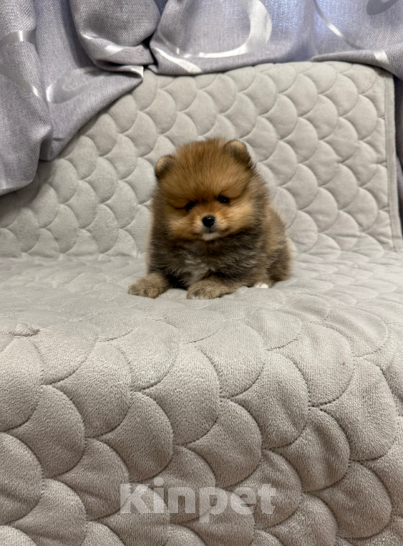 Собаки в Москве: Рыжий мальчик Мальчик, 30 000 руб. - фото 1