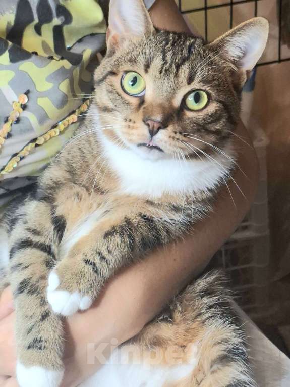Кошки в Москве: Крупный котик-подросток в добрые руки  Мальчик, Бесплатно - фото 5