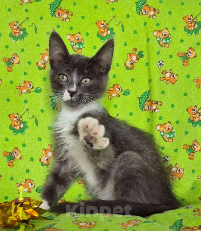 Кошки в Санкт-Петербурге: Ищет дом Тишенька Мальчик, Бесплатно - фото 4