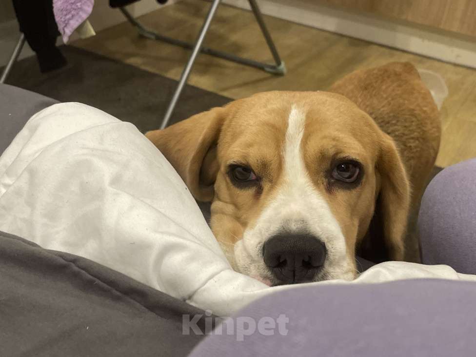 Собаки в Сочи: Бигль  Девочка, 5 000 руб. - фото 2