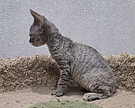 Кошки в Владимире: Кошечка Девон-Рекс Девочка, 55 000 руб. - фото 4