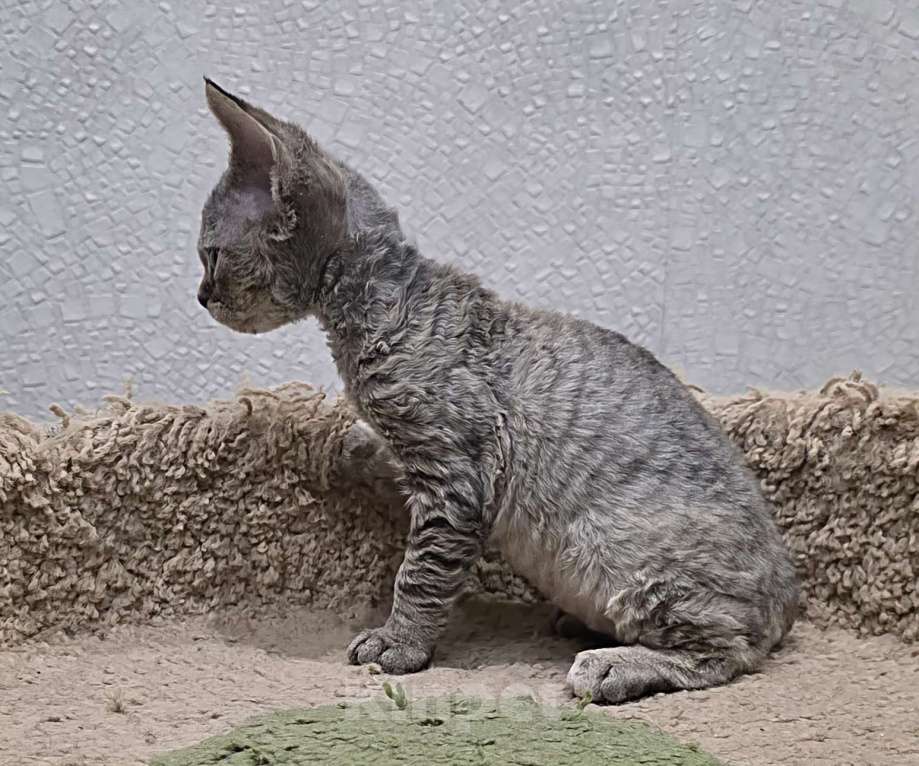 Кошки в Владимире: Кошечка Девон-Рекс Девочка, 55 000 руб. - фото 4