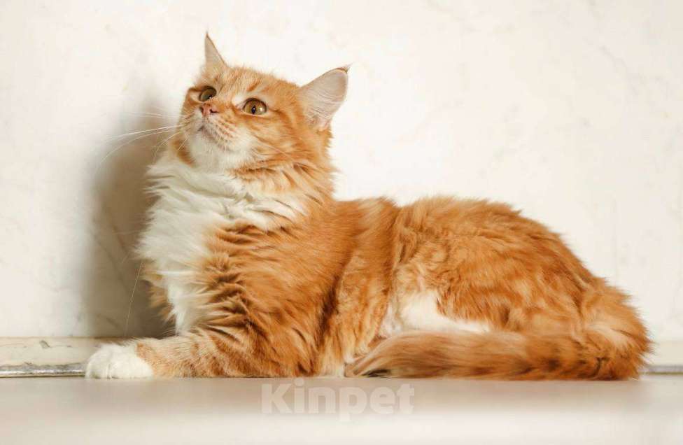 Кошки в Москве: Кошка Злата ищет дом! Девочка, Бесплатно - фото 3