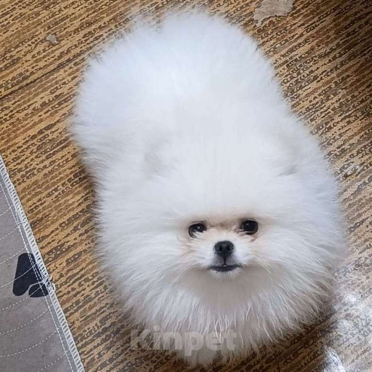 Собаки в Москве: Померанский шпиц мини мальчик Мальчик, 35 000 руб. - фото 2