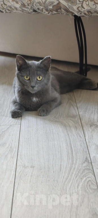 Кошки в Москве: Очаровательная кошколапочка!  Девочка, Бесплатно - фото 4