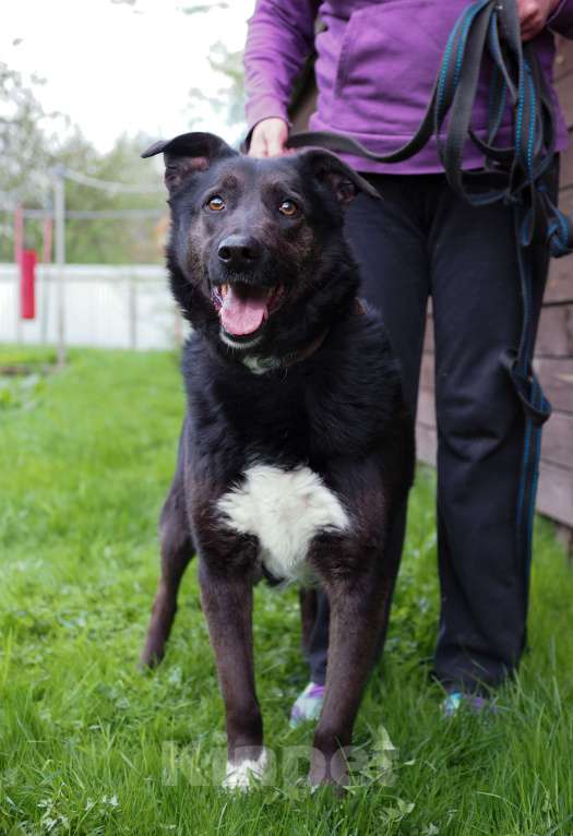 Собаки в Москве: Чудесная Джульетта в потсках дома Девочка, Бесплатно - фото 4