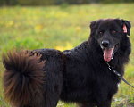 Собаки в Наро-Фоминске: Стен, привит, кастрирован. В самые добрые руки. Мальчик, Бесплатно - фото 4