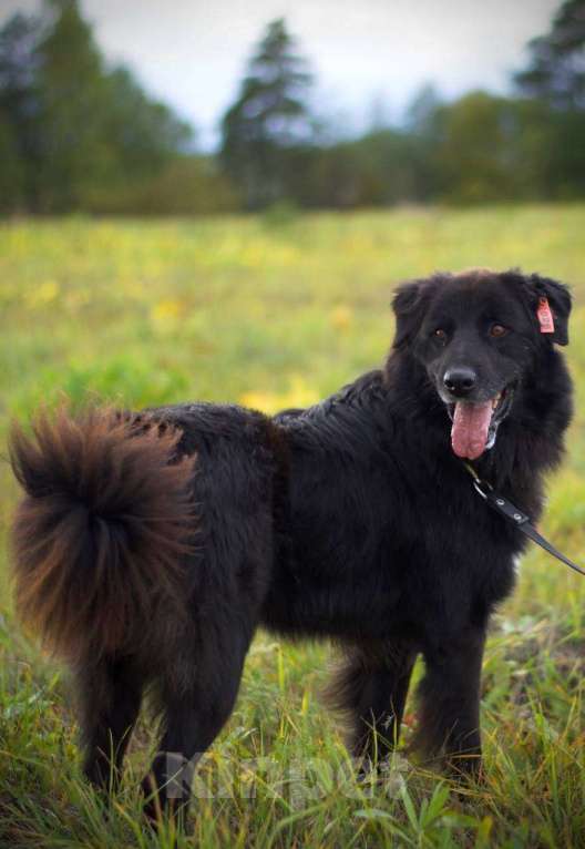 Собаки в Наро-Фоминске: Стен, привит, кастрирован. В самые добрые руки. Мальчик, Бесплатно - фото 4