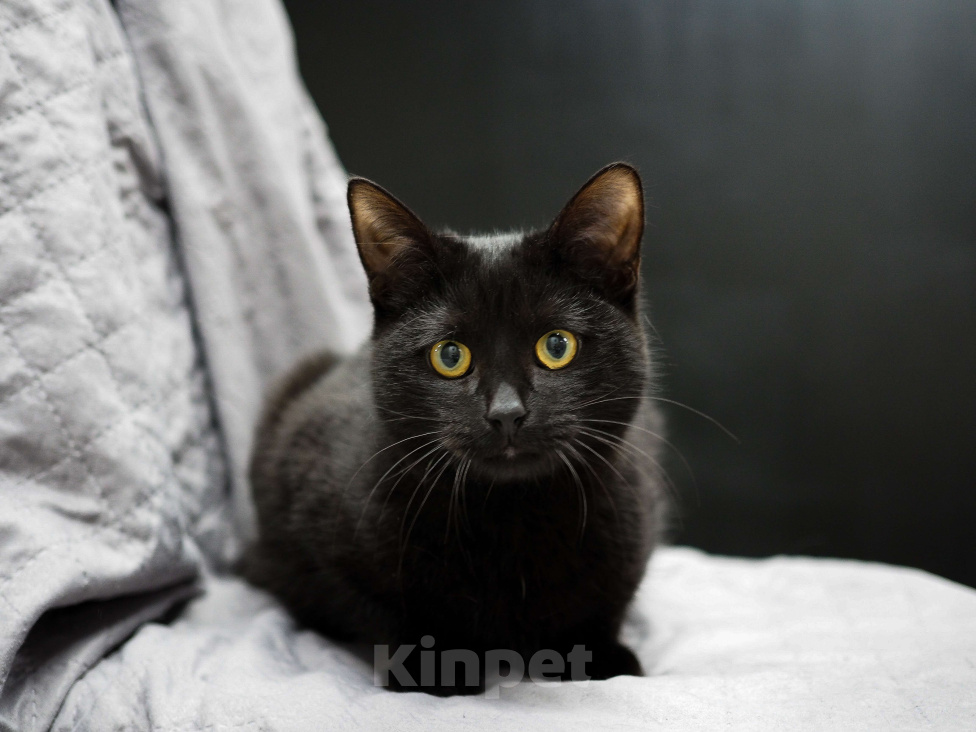 Кошки в Москве: Нежный и ласковый котёнок в добрые руки  Мальчик, Бесплатно - фото 1