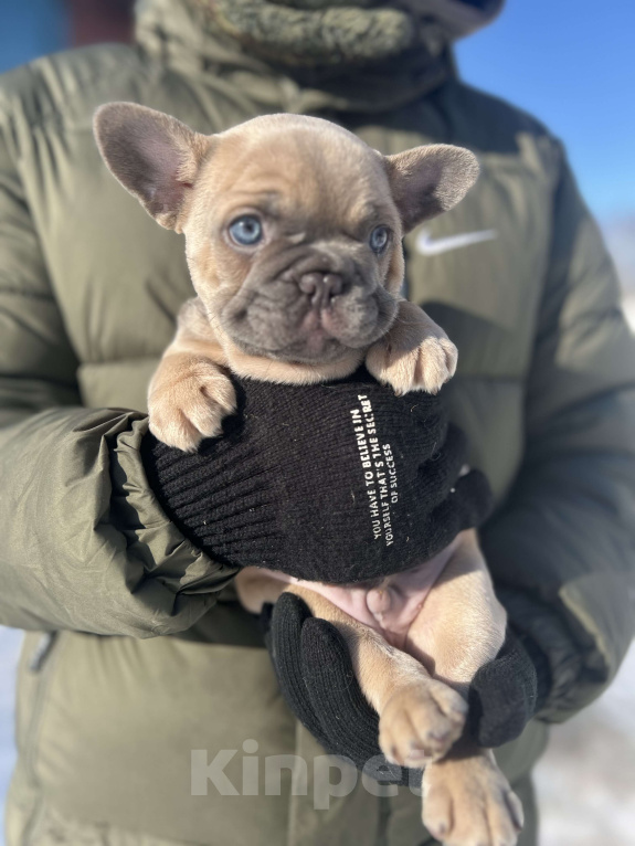 Собаки в Москве: Французский круассан 🥐 Мальчик, 100 000 руб. - фото 2