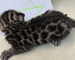 Кошки в Ростове-на-Дону: Бенгал в поиске мамы и папы Девочка, 60 000 руб. - фото 4