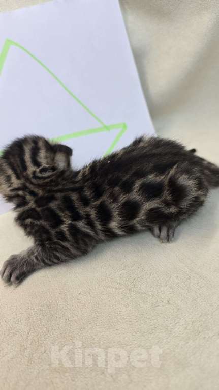 Кошки в Ростове-на-Дону: Бенгал в поиске мамы и папы Девочка, 60 000 руб. - фото 4