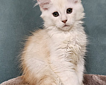 Кошки в Мытищах: Котенок Мейн-кун Мальчик, 50 000 руб. - фото 10