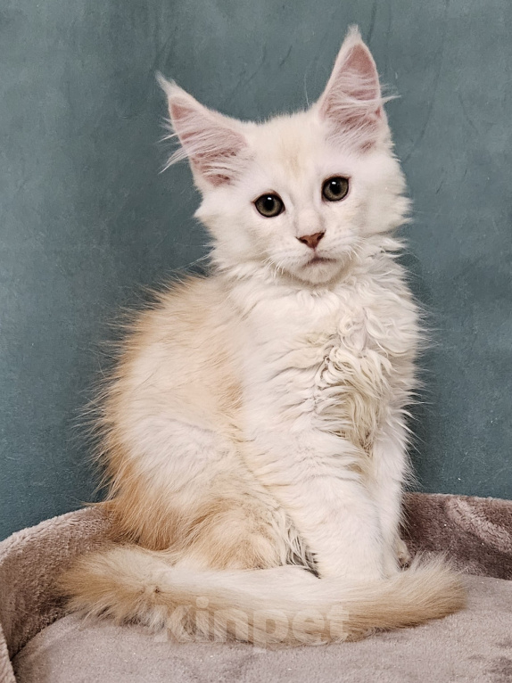 Кошки в Мытищах: Котенок Мейн-кун Мальчик, 50 000 руб. - фото 10