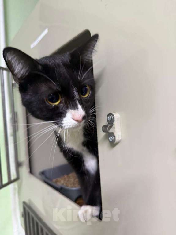 Кошки в Москве: Степенный и умный котофей Маркиз в добрые руки Мальчик, Бесплатно - фото 2