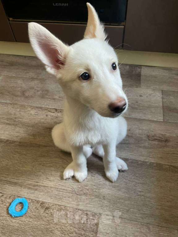 Собаки в Уфе: Щенок в добрые руки Девочка, Бесплатно - фото 1