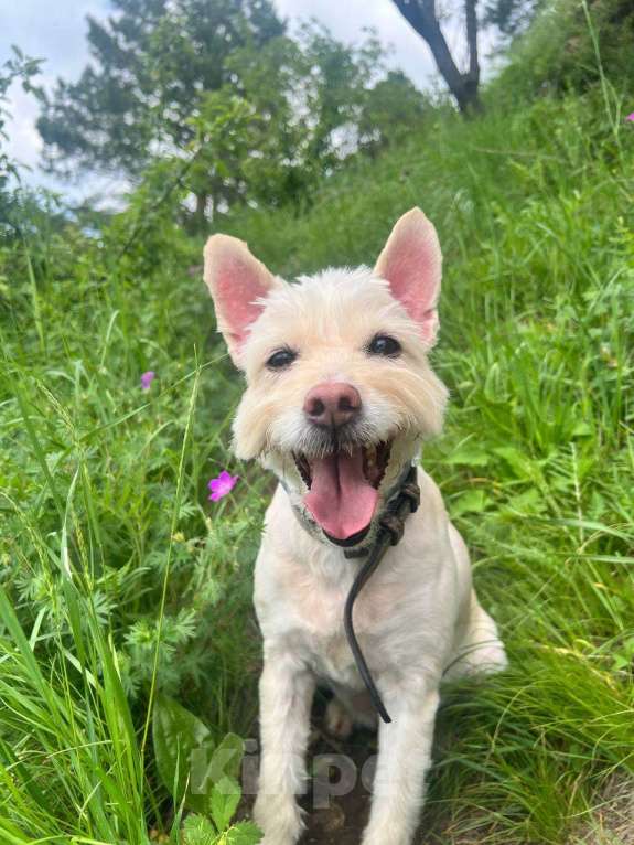 Собаки в Москве: Отдам собаку в добрые руки Девочка, Бесплатно - фото 2